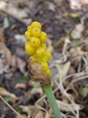 Arum Maculatum Forma Flavescens (Yellow Berry)